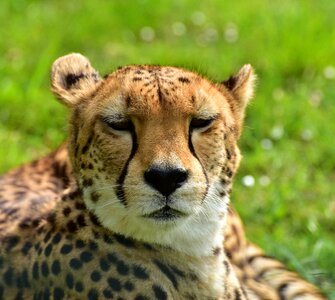 Animal world animal wild