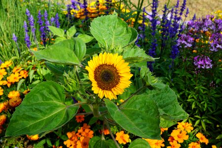 Summer plant spring