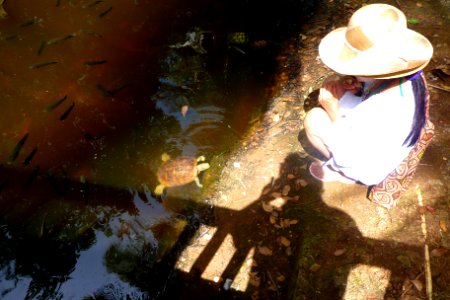 Feeding the friendly turtles