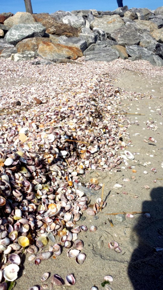 seashells on the beach