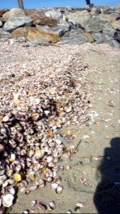 seashells on the beach