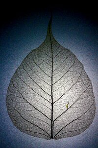 Leaf veins pattern branches
