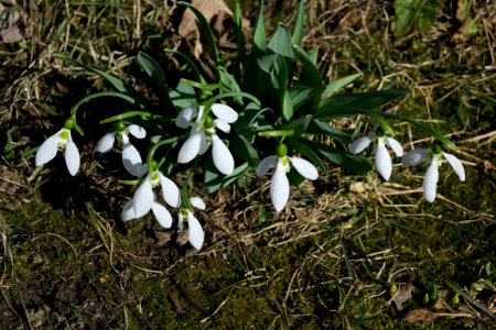 snowdrops