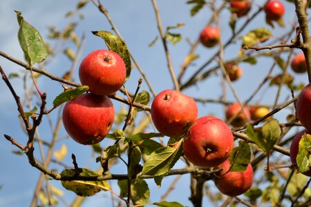 Healthy food autumn fruit