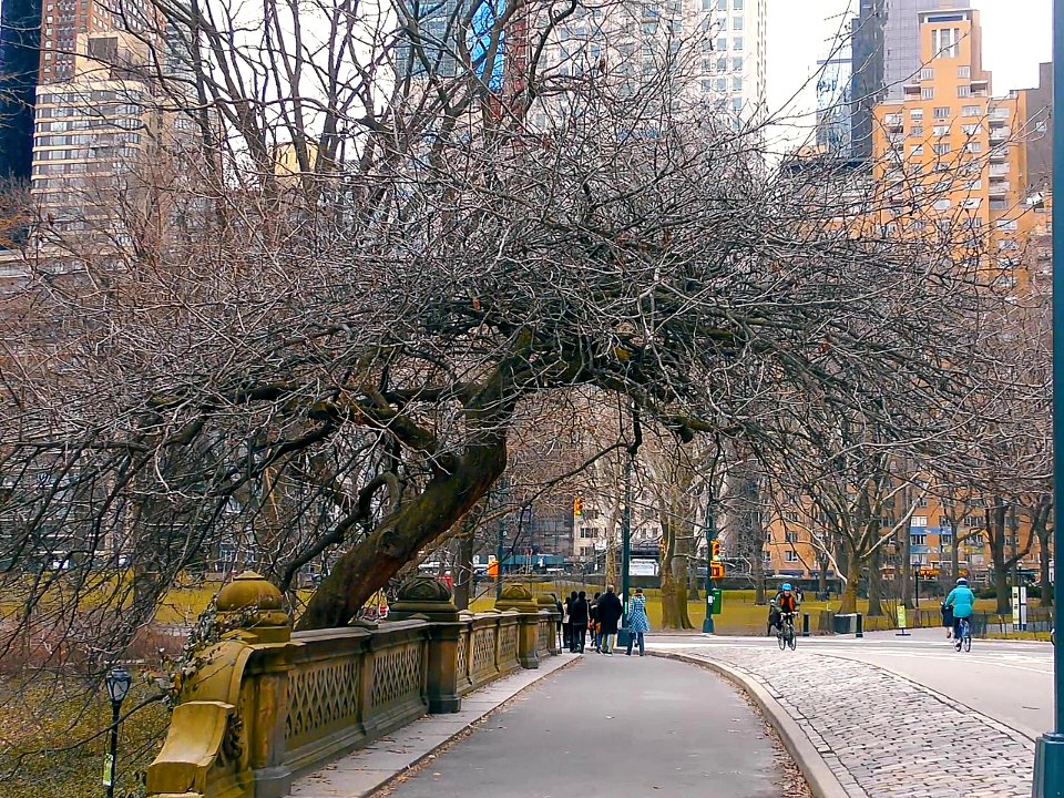 New York City  |  Central Park