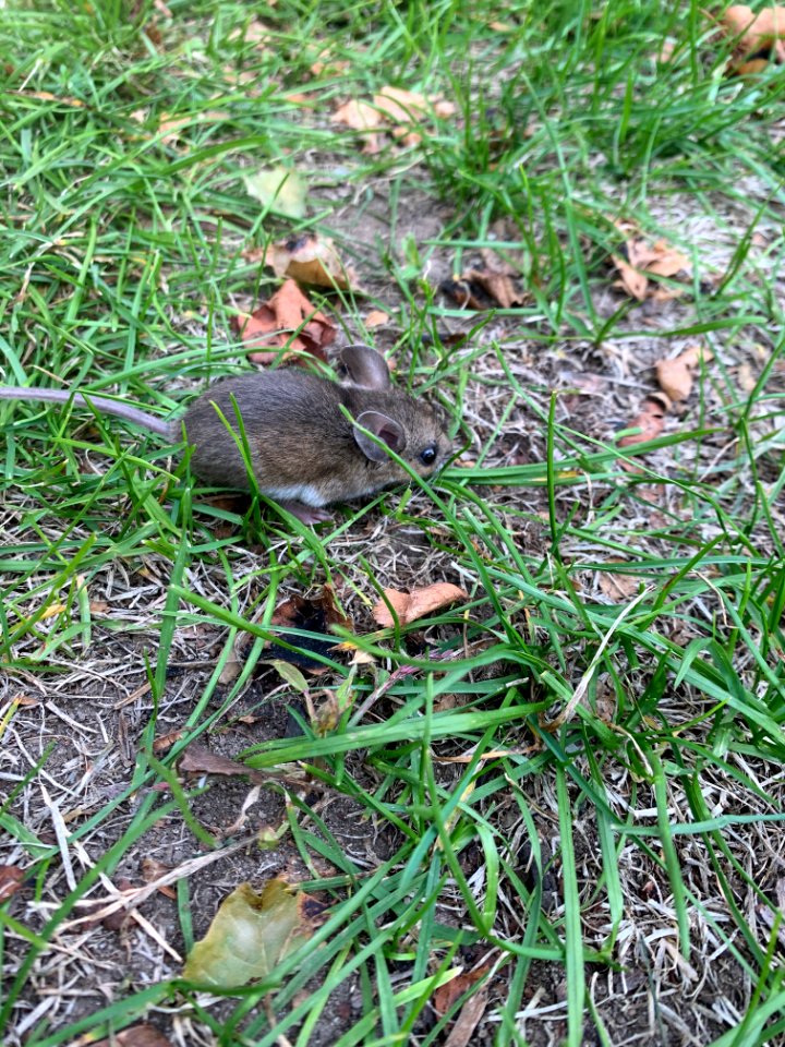 Mouse in the grass photo