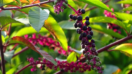 Plant bird-cherry tree berry photo