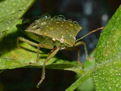 Nezara viridula macro photo