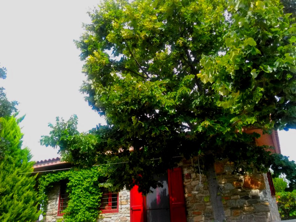 2015-08-07 11.51.35 1