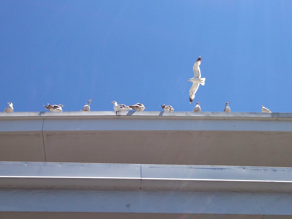 A Flock Of Seaguls