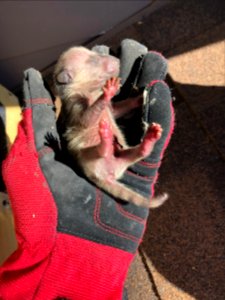 New Born Raccoons Removed from Home photo