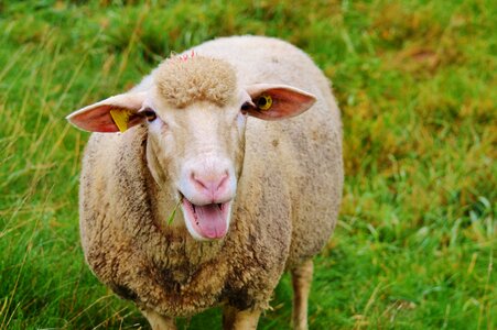 Livestock graze animal