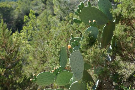 Prickly spur flora