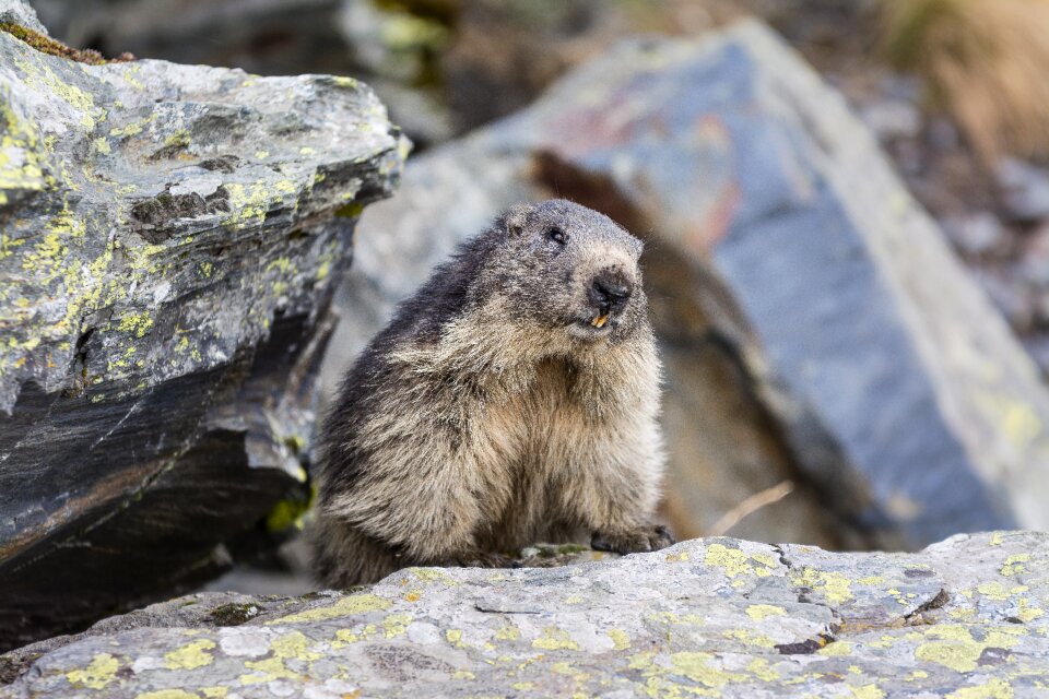Wildlife cute nature