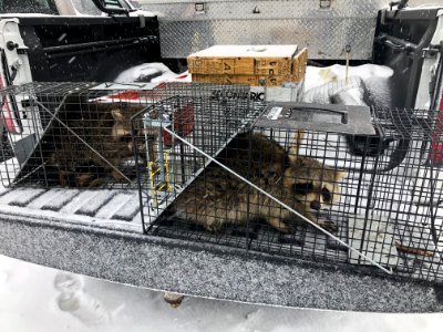 Captured Raccoon in Cage photo