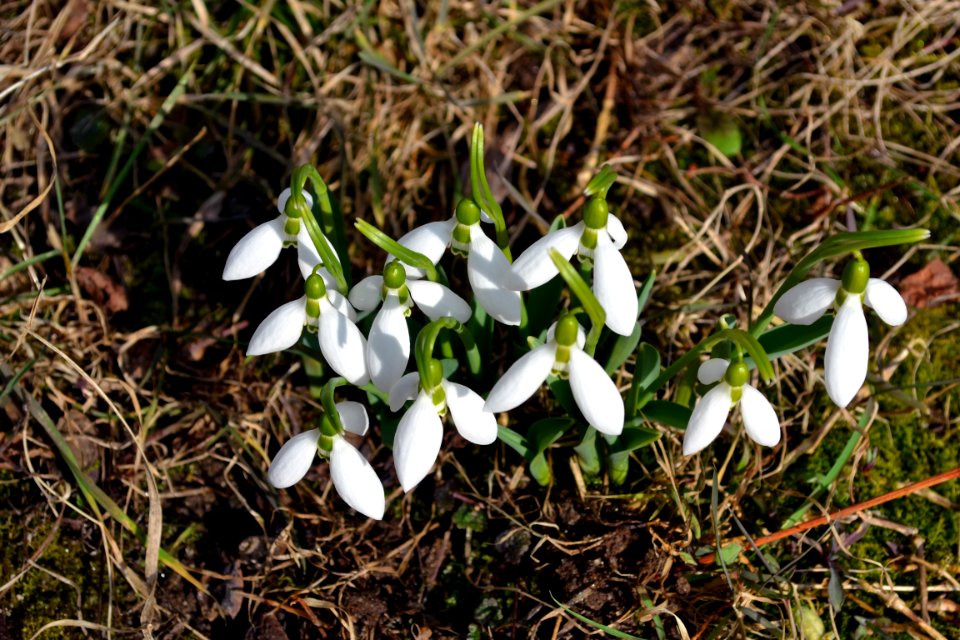 snowdrops