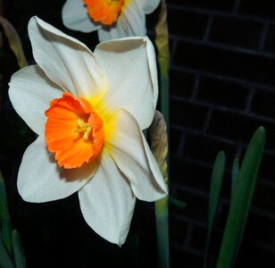 Daffodil white-orange bright