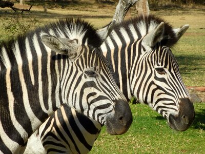 Zebra africa black and white striped photo