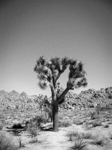 Rocks black and white gray desert photo