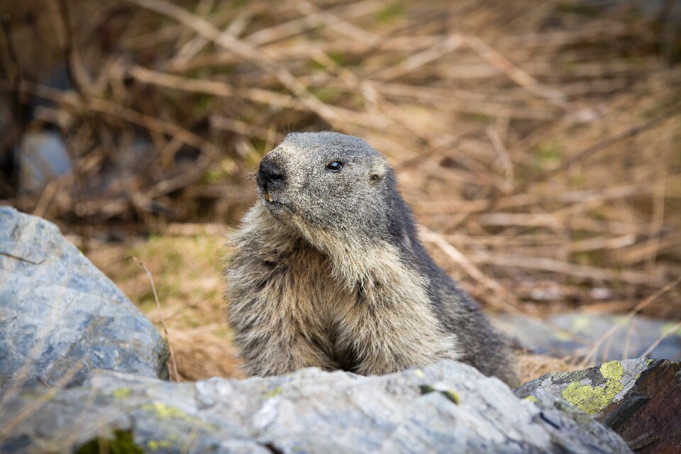 Wildlife cute nature