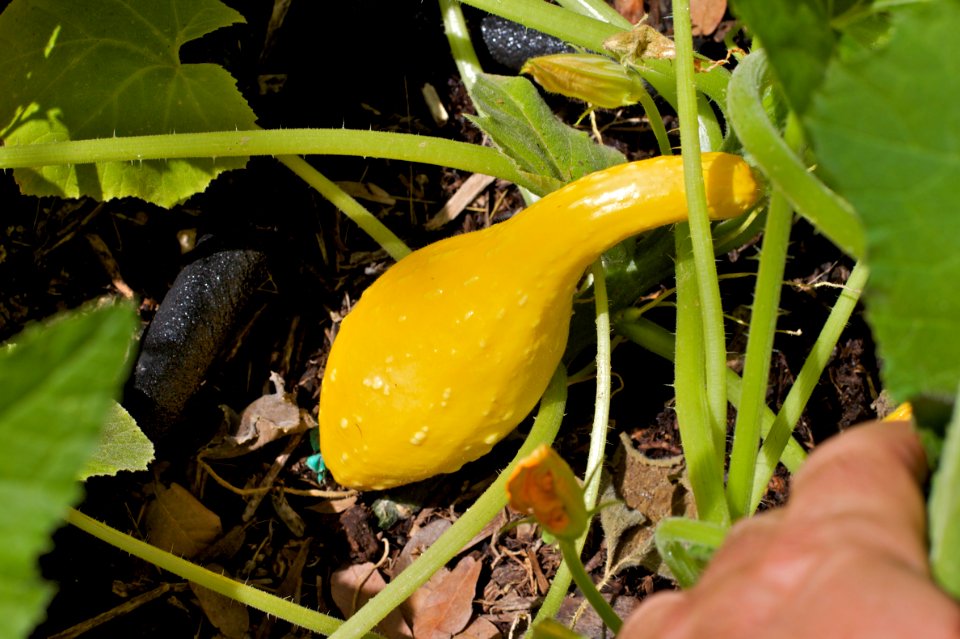 The First Yellow Squash is Tempting Me