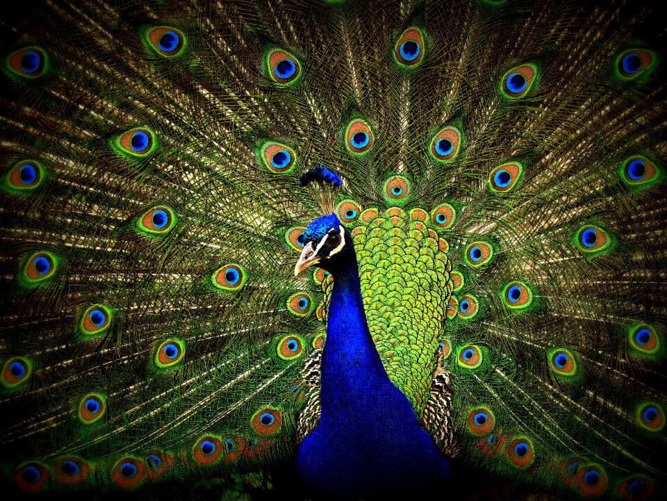 Green blue colorful