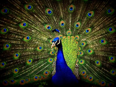 Green blue colorful