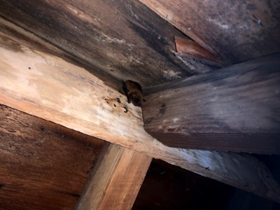 Bat in attic - free use photo