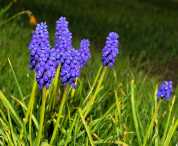 Close up plant purple