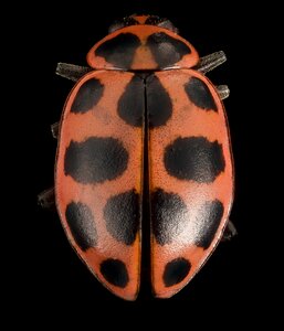 Insect bug spots photo