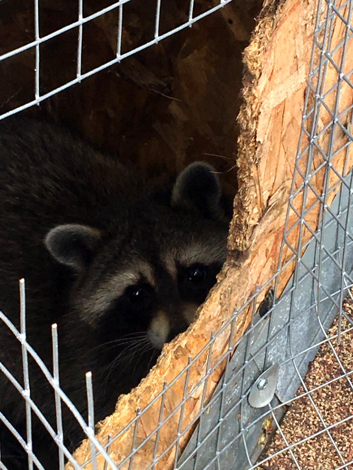 Baby Raccoon in Siding Panel - Free Use