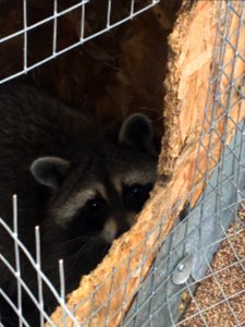 Baby Raccoon in Siding Panel - Free Use