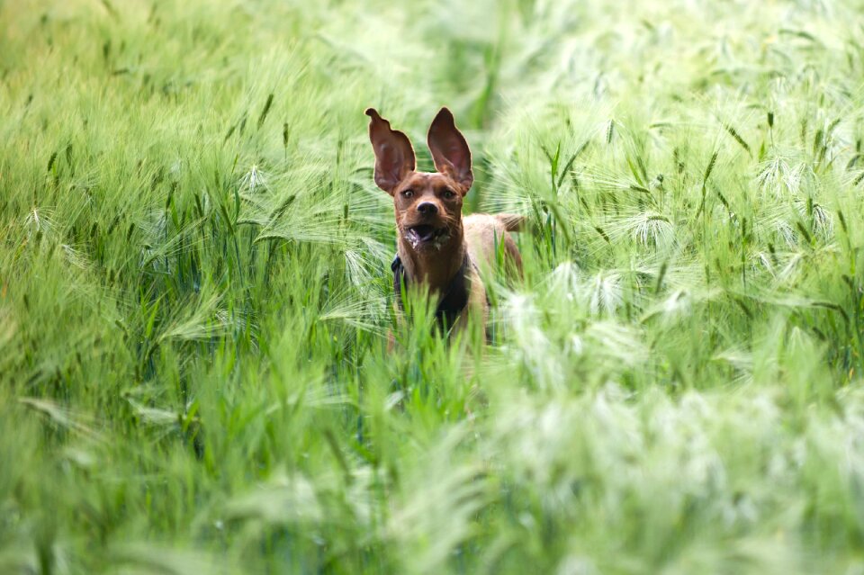 Magyar vizla running dog dog in the field
