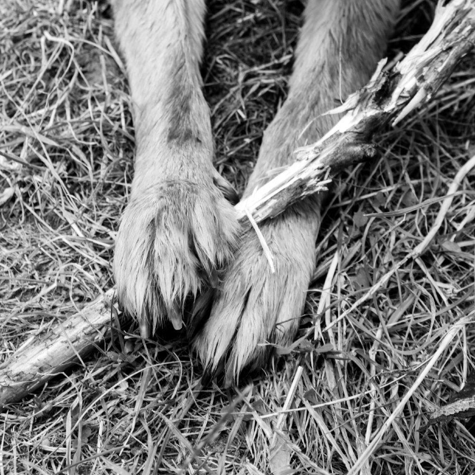Playful animal paws dog paws