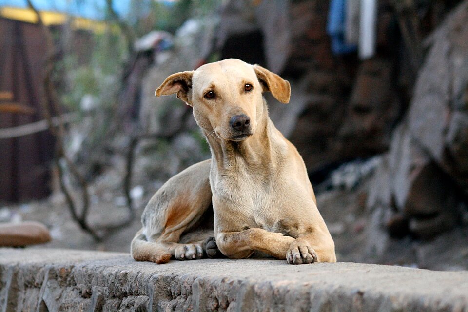 Pets man's best friend vacation
