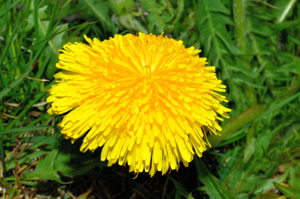 Yellow spring yellow flower