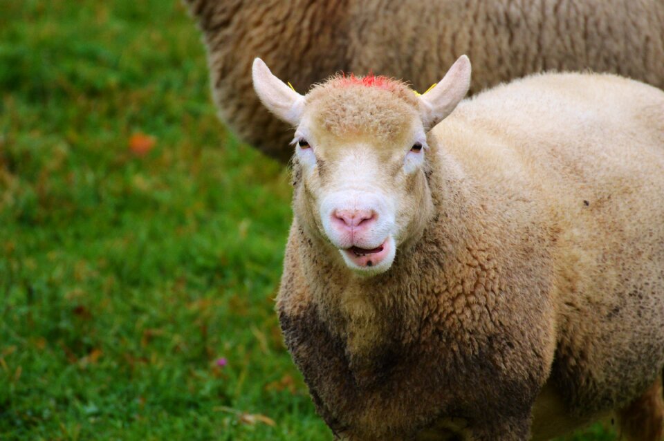 Livestock graze animal