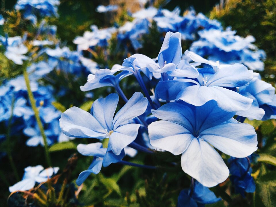 Spring plant season