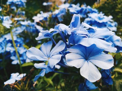 Spring plant season photo