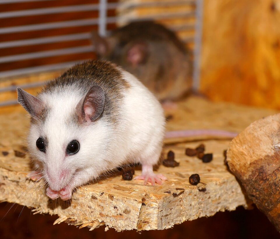 Cute rodent close up