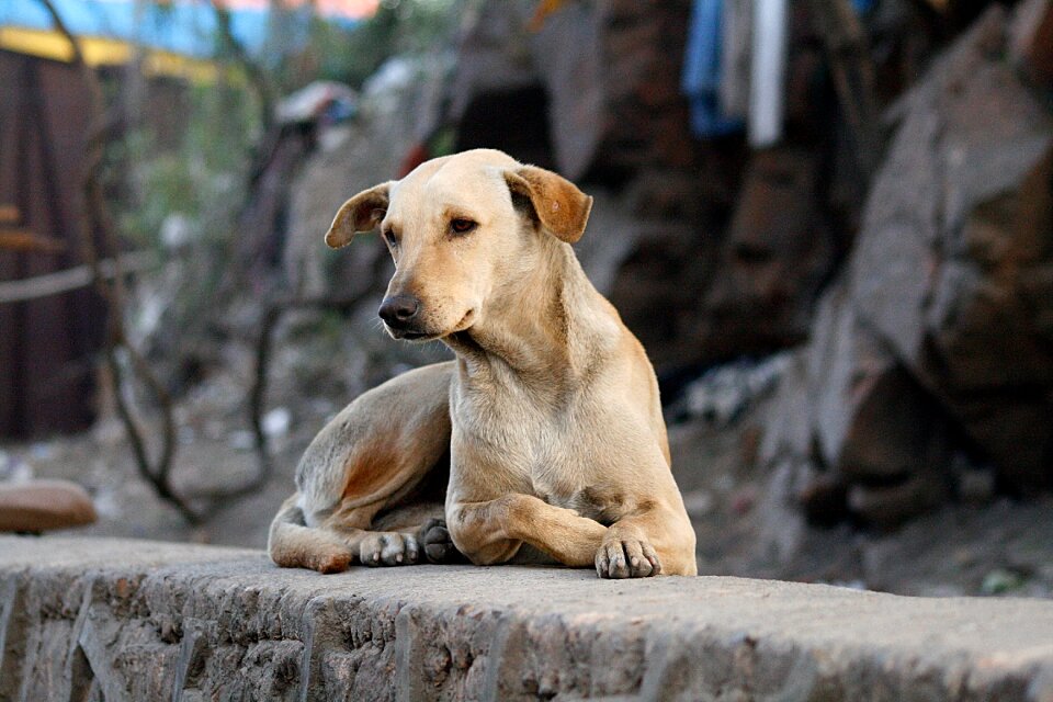 Pets man's best friend vacation
