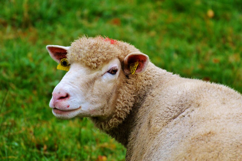 Livestock graze animal