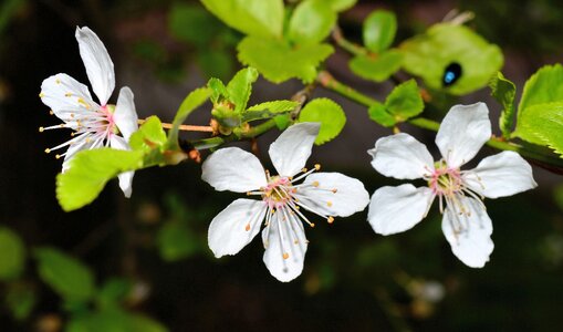 Tender spring white blossom photo