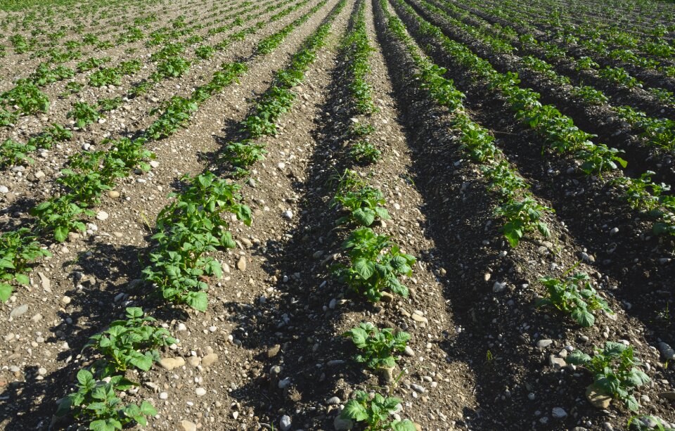 Cultivation agriculture perspective