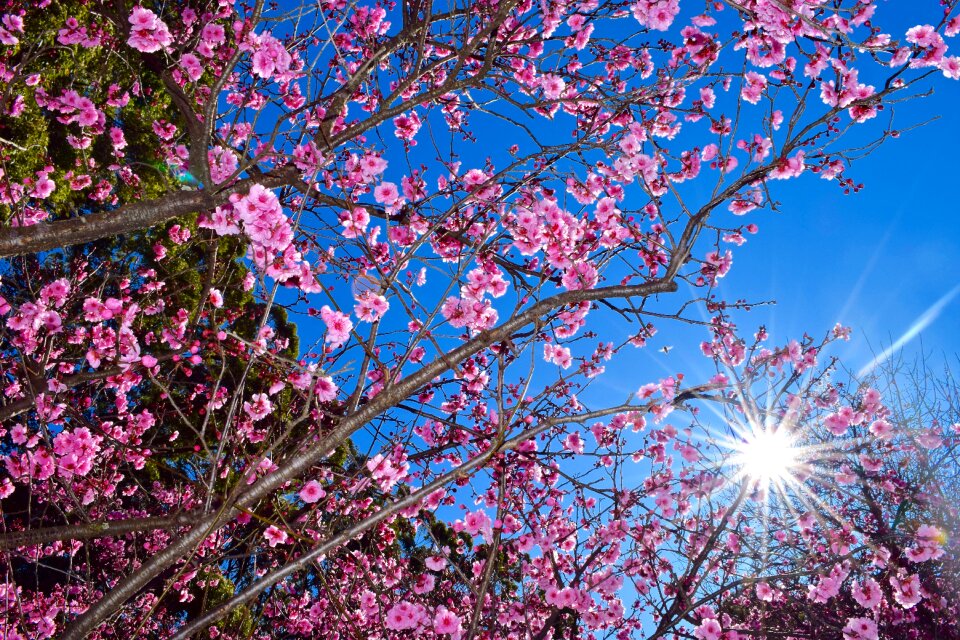 Spring sunny blue sky