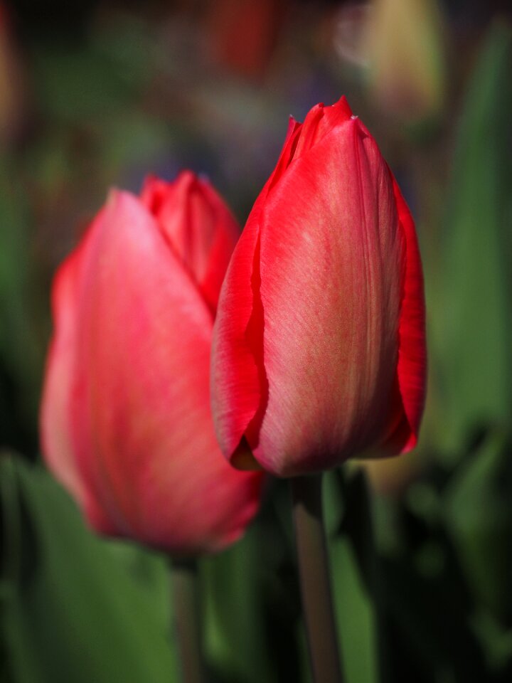 Flower red spring