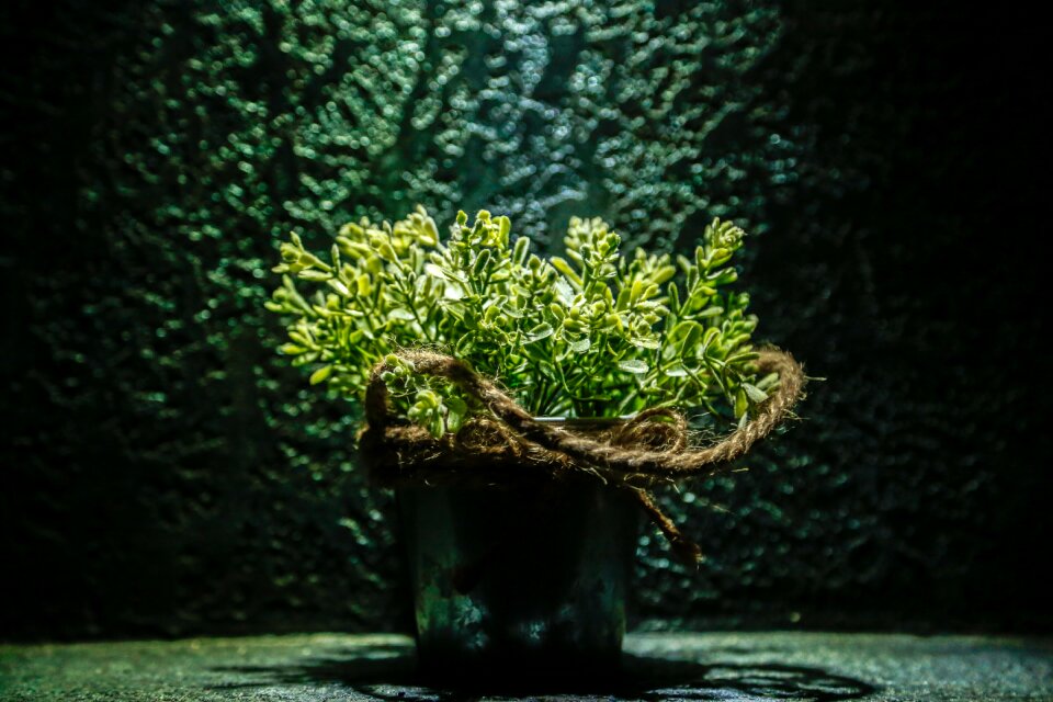 Plant home natural