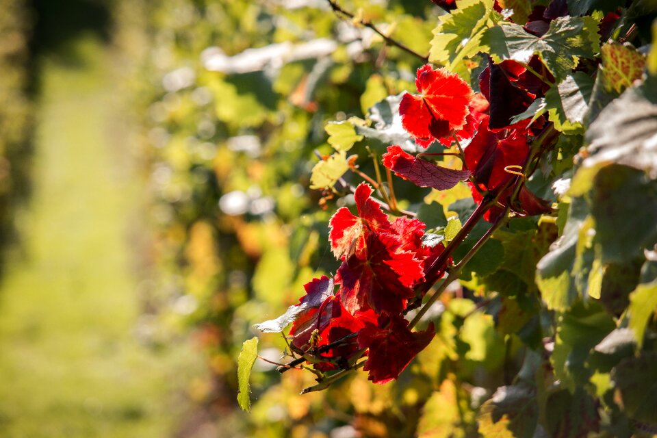 Red vine leaves vines