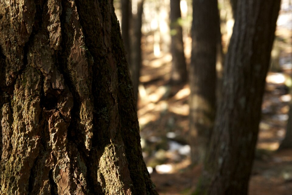 Forest tree nature