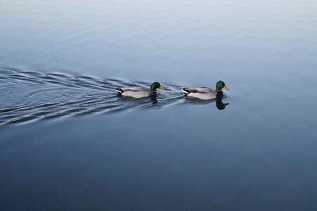 Swimming animals wildlife photo